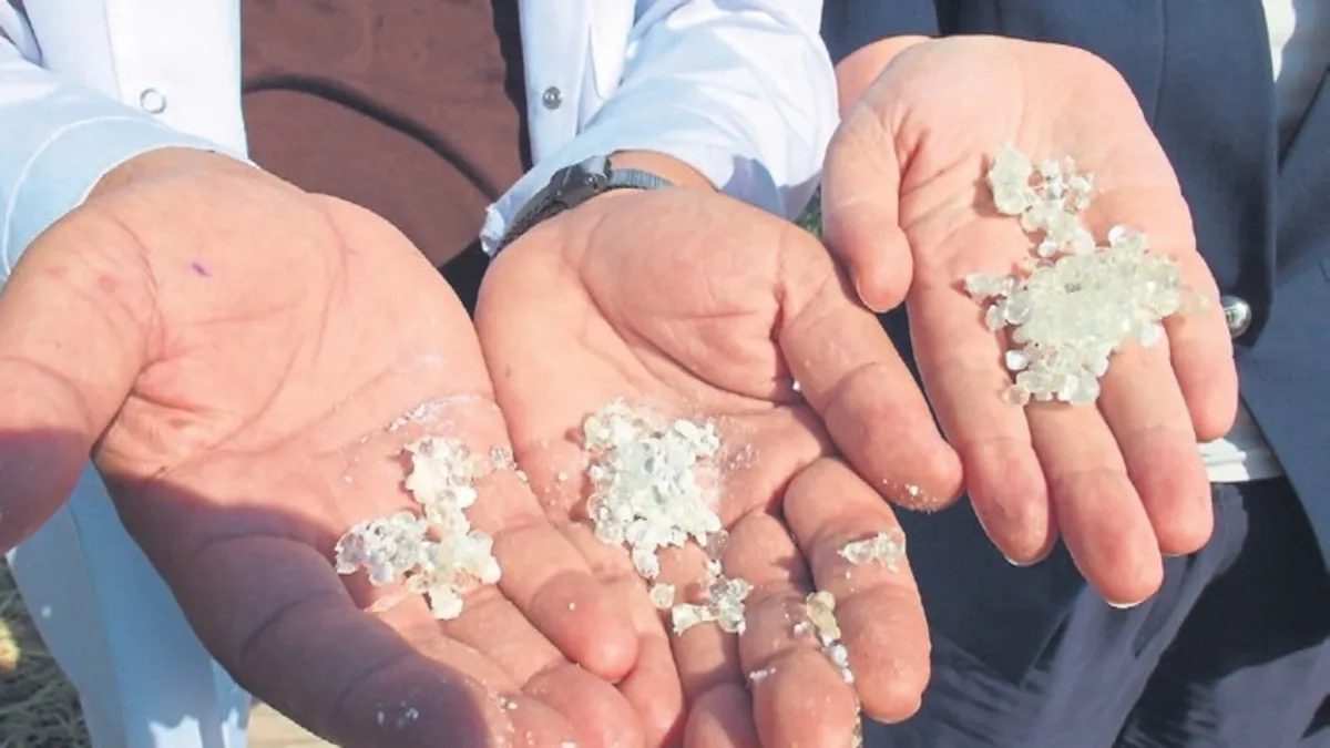 Burhaniye’de hasat zamanı