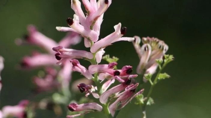 Tuvalete çıkmaya zorlanıyor musunuz? O zaman bu çay tam size göre