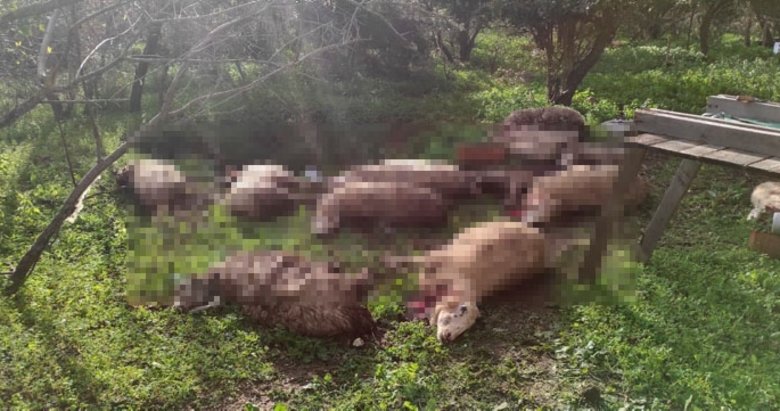 Muğla’da vahşet! Koyunlarını ölü görünce köpekleri kafalarından vurarak öldürdü
