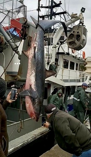 Didimli balıkçıların ağına köpekbalığı takıldı