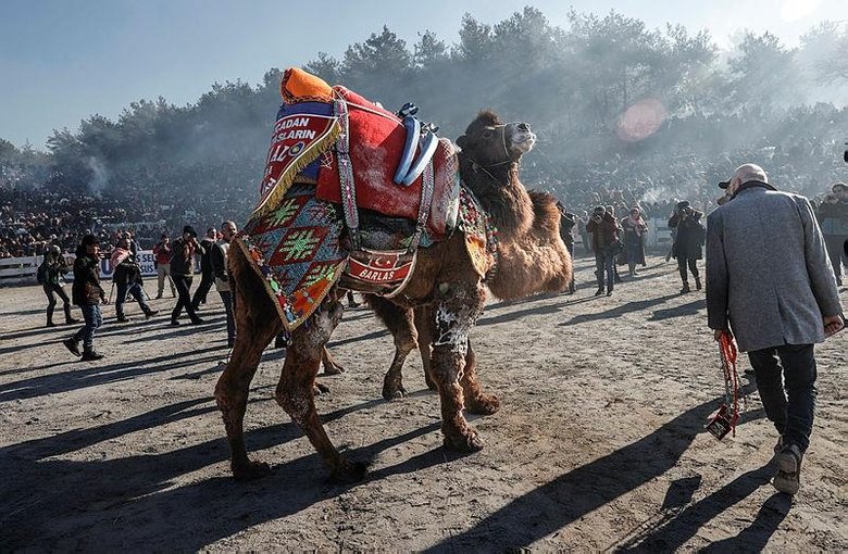 İzmir’den renkli görüntüler! 40. Selçuk Efes Deve Güreşi Festivali, 162 devenin katılımıyla yapıldı