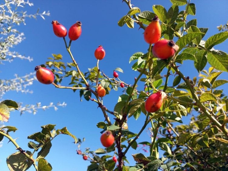 Doğal reçete olan Kuşburnu bitkisinin kullanım alanları nedir?