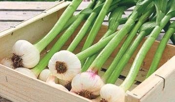 Karaciğere sonbahar detoksu