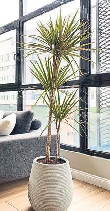 Evin havasını temizleyen güzeller