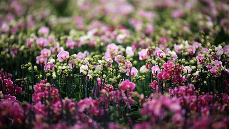 Her biri duygulara tercüman: Çiçekler