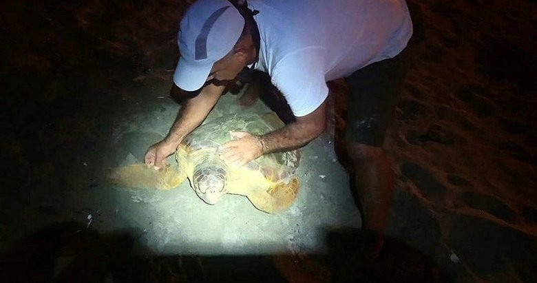 Aydın’da kanalda mahsur kalan caretta caretta kurtarıldı