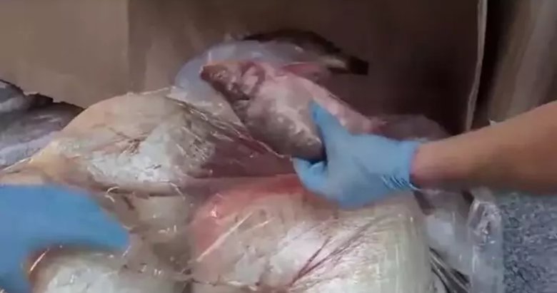 Kokmuş balıkların içine gizlemişler! Uyuşturucu tacirlerinin çabası yine boşa gitti