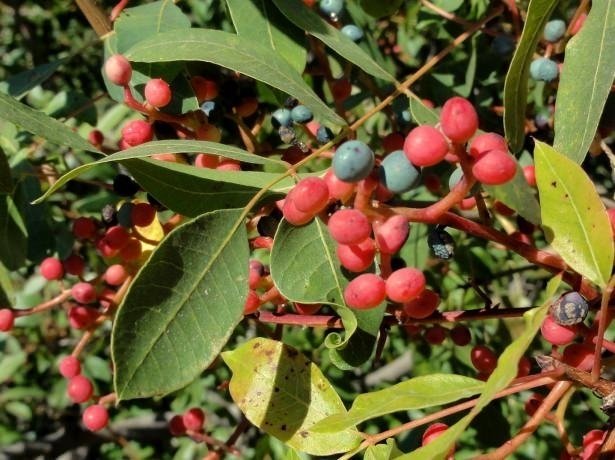 Çitlembik nedir? Çitlembiğin faydaları nelerdir?