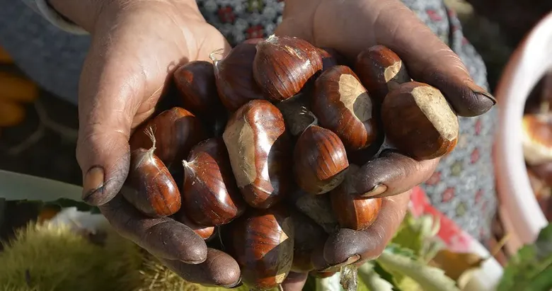 Demirci ilçesinde kestane hasadı başladı