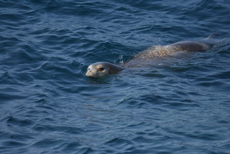 Bodrum’da yaralı fok ihbarı ekipleri alarma geçirdi