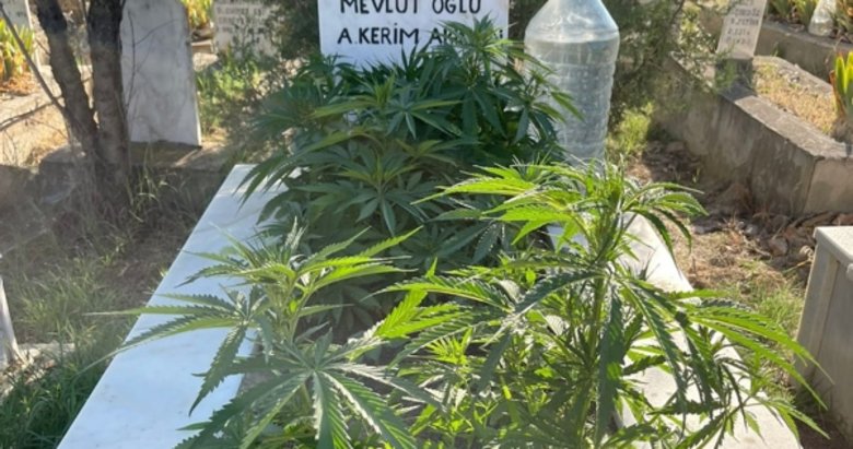 Afyon’da akılalmaz olay! Anneanne ve dedesinin mezarına kenevir ekti