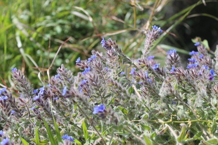 Hava civa otu neye iyi gelir? Hava civa otunun faydaları nelerdir?