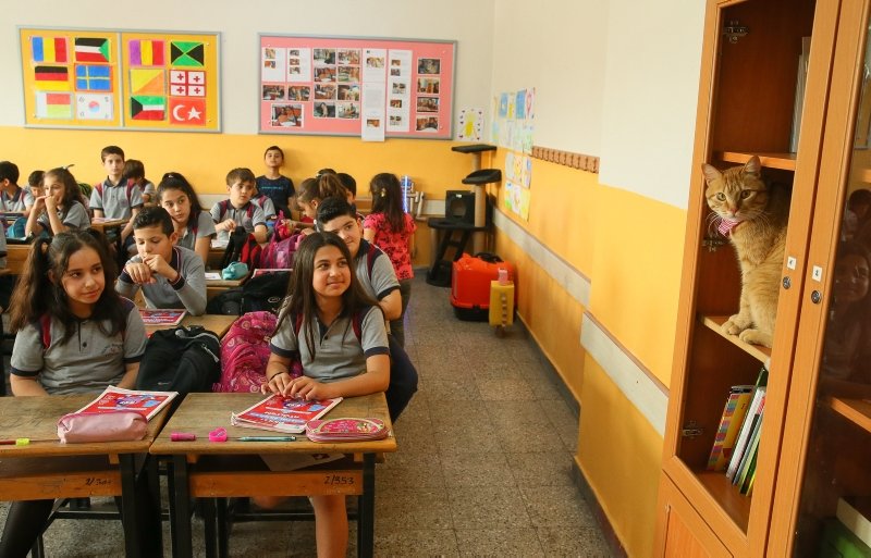 İzmir�de Kedi Tombi�ye hüzünlü veda