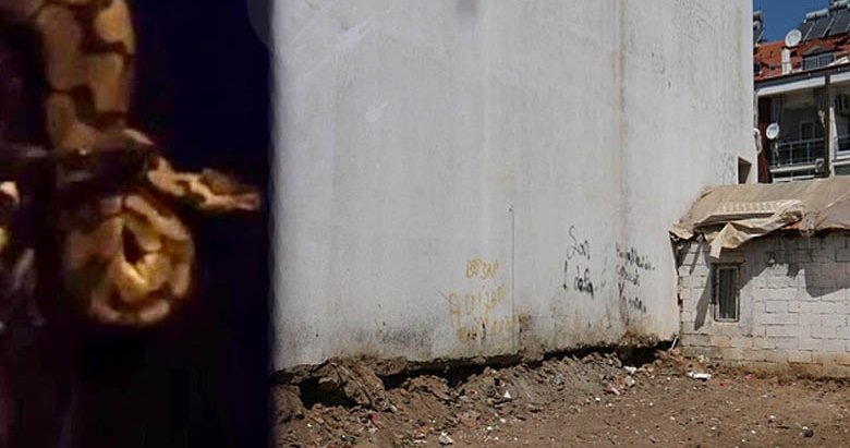 Fethiye’de piton yılanı paniği devam ediyor! En son burada kirpi yerken görüldü