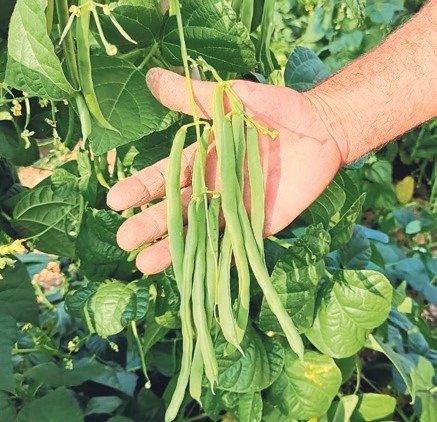 Çameli sırık fasulyesinde hasat zamanı
