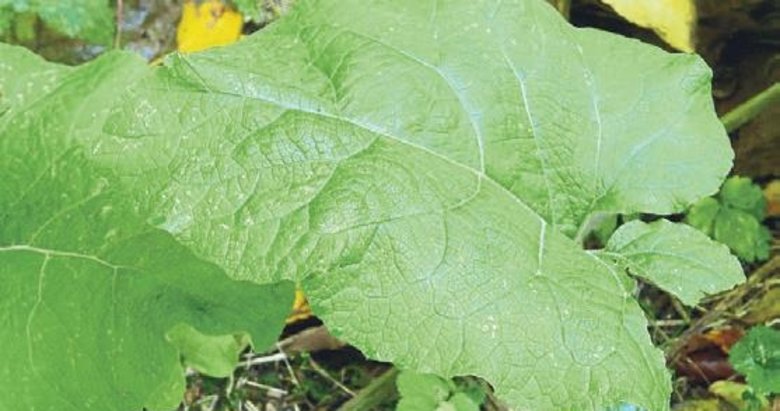 Deve kulağı böbrek taşını düşürüyor