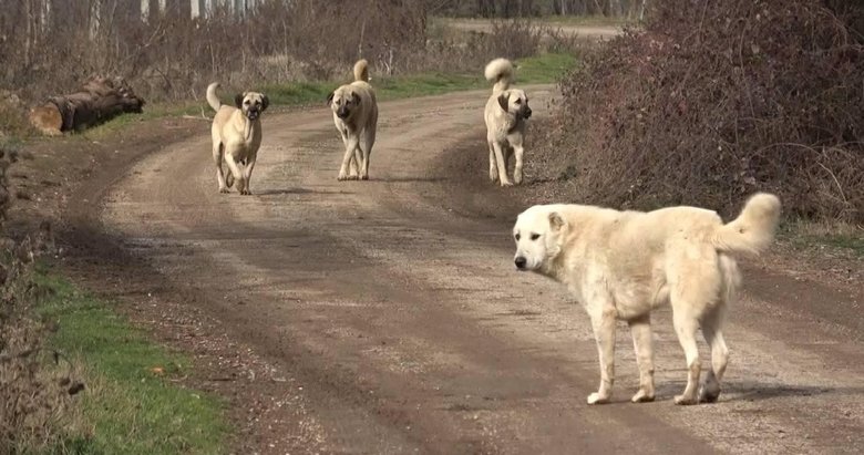 Kütahya’da sahipsiz köpek faciası!