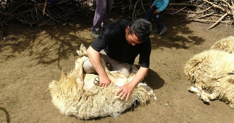 Yörüklerin geleneksel koyun kırkımı şölen havasında yapılıyor
