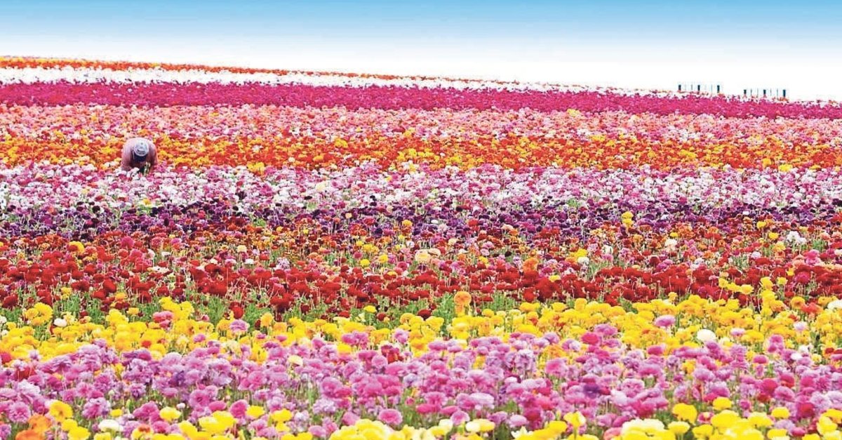 İzmir'de baharın başkenti: Bayındır