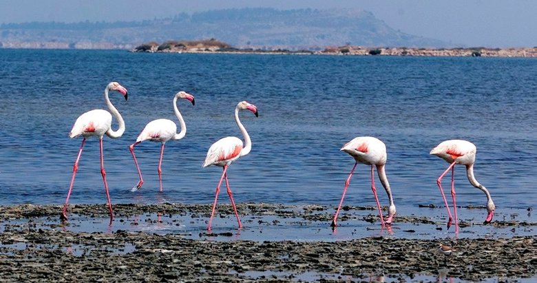 İzmir Kuş Cenneti’nden canlı yayın