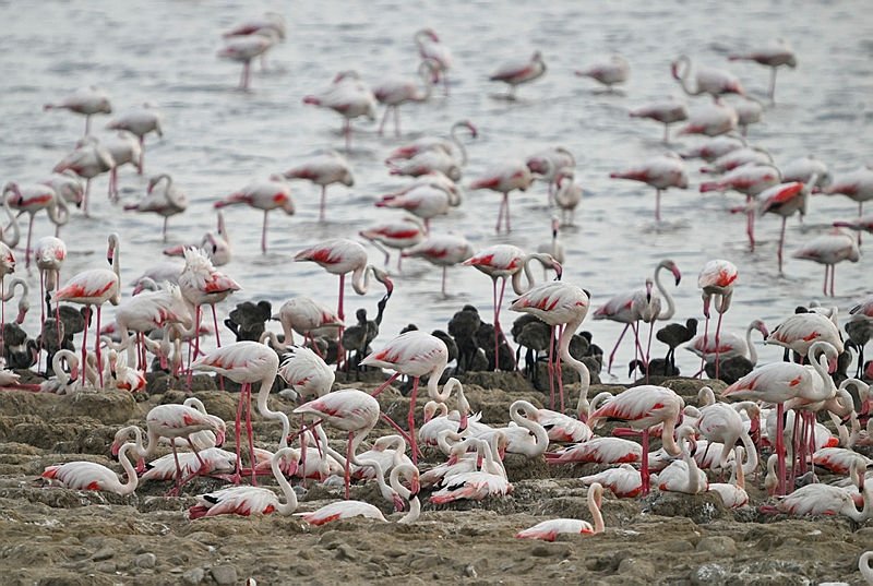 İzmir Kuş Cenneti’nde binlerce flamingo yumurtadan çıktı