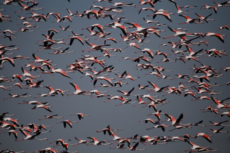 Flamingolardan Eber Gölü’nde görsel şölen