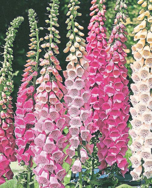 Dünyanın en zehirli güzelleri