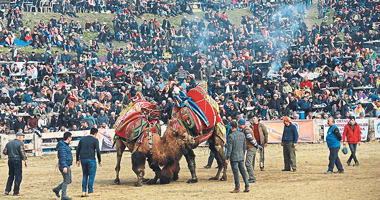 Bir Yörük geleneği ‘deve güreşleri’