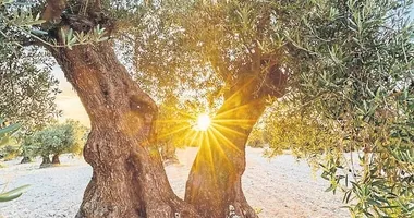 5 bin yıllık lezzet dünya yolunda