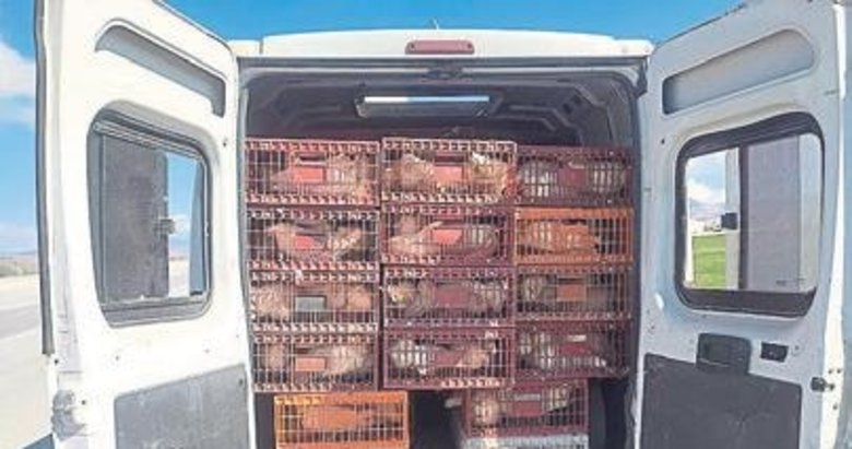 Bin 200 kaçak tavuk polisten kaçırılamadı