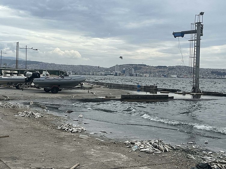 İzmir Körfezi’nden tutulan balıklar yenilebilir mi? Uzman isim açıkladı