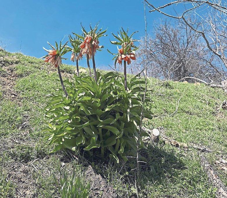 Hüzünlü yolculuğun en narin misafiri: Ters lale