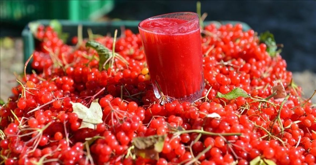 Gençlik isteyenler gilaburuya koşuyor! ’Gilaburu’nun faydaları nelerdir?