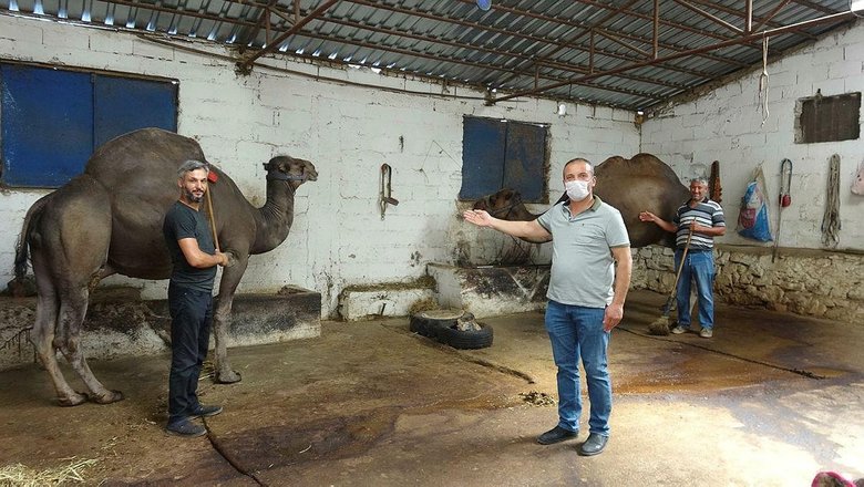 Kurbanlık deve fiyatı, 12 bin liradan başlıyor