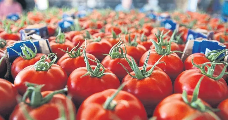 Yaş sebze ihracatı 9 ayda 822 milyon dolara ulaştı