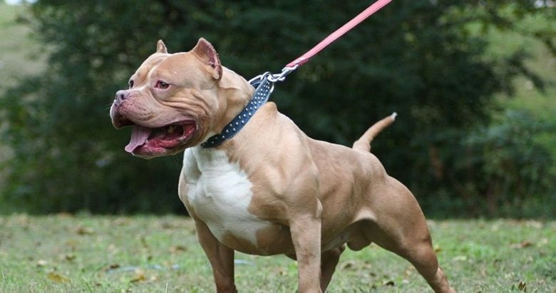 Köpek katili Pitbull sahibine ‘iyi hal’ indirimi