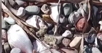 Muğla’da korkutan görüntü