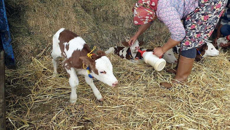 ikiz beklerken besiz dogurdu bir batinda 5 buzagi dunyaya getirdi
