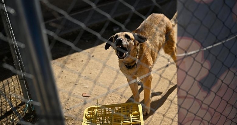 İspanya’da sahipsiz köpek sorununa çözüm bulundu