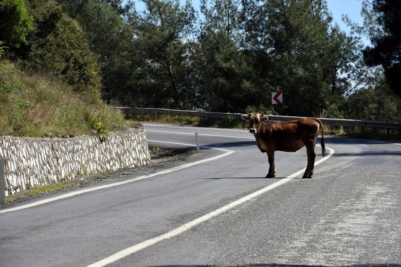 Muğla’da inekler karayoluna indi: Sokaklar hayvanlara kaldı