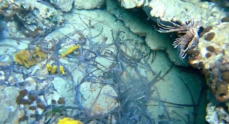 Ayvalık’ta görülmesi iyiye işaret değil