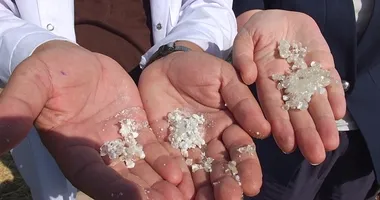 Ege’nin değerli mirası Balıkesir’de yeşerdi