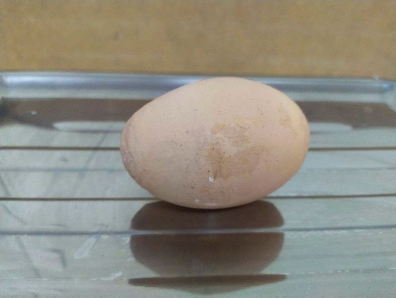 Denizli’de 136 gramlık dev tavuk yumurtası ilgi odağı oldu