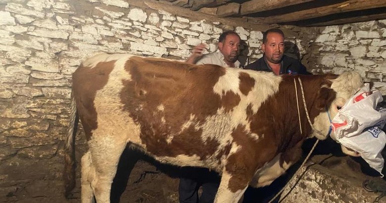 Manisa’daki firari inek, 42 günlük kovalamacanın ardından Denizli’de yakalandı