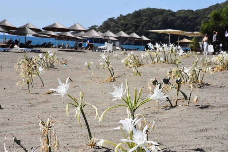 Muğla’da sahillerin gelini kum zambakları özenle korunuyor