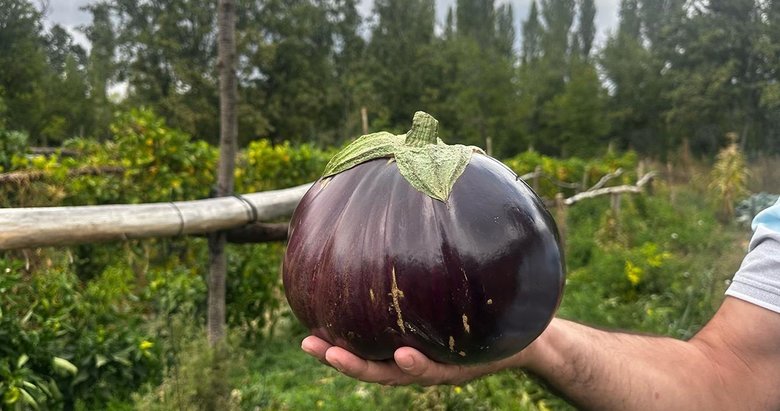 2 kilo 200 gramlık patlıcan görenleri şaşırttı
