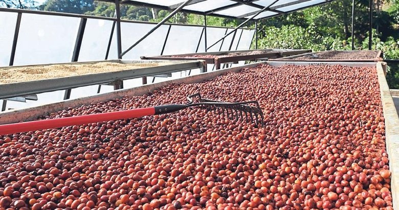 Kahve dünyasının yeni lezzeti: Anaerobik kahve