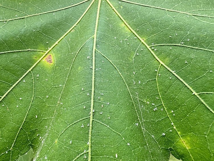 İzmir’de beyaz sinekler yüzünden yolda yürümek bile zorlaştı
