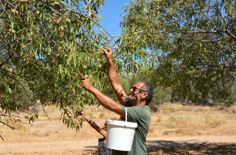 Datça’da taze badem hasadı başladı, sadece 20 gün devam ediyor