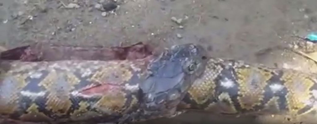 Dev kobra 3 metrelik pitonu böyle yuttu